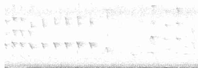 husička černobřichá (ssp. fulgens) - ML612067150