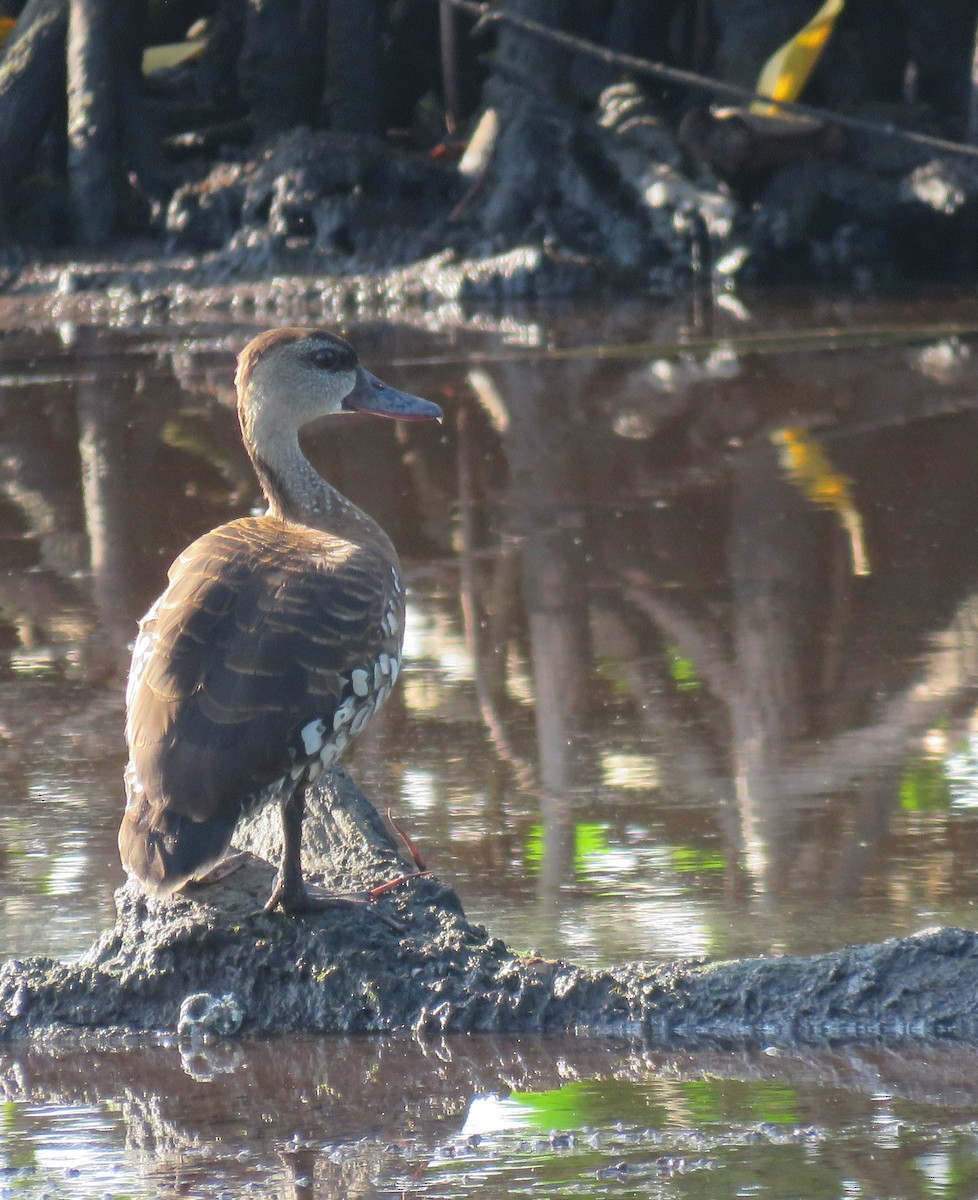 Spotted Whistling-Duck - ML612067174