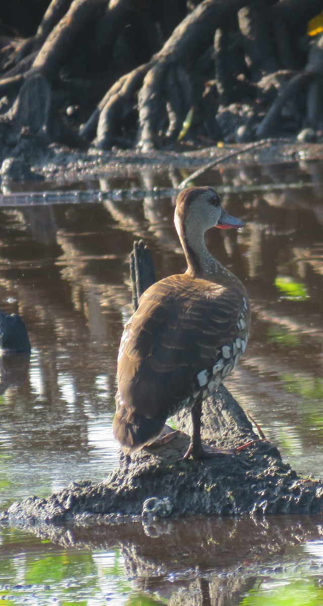 Spotted Whistling-Duck - ML612067255