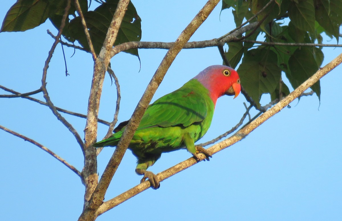 Red-cheeked Parrot - ML612067360