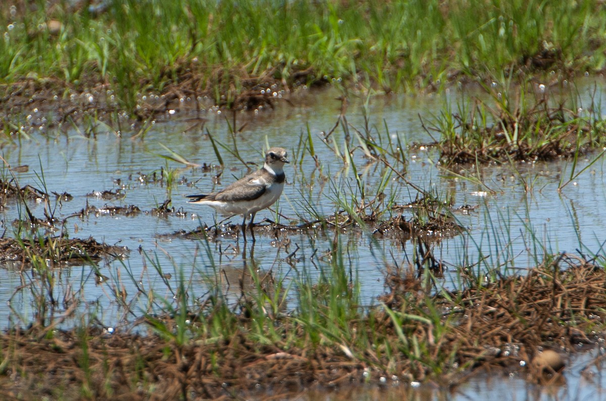 Common Ringed Plover - ML612067396