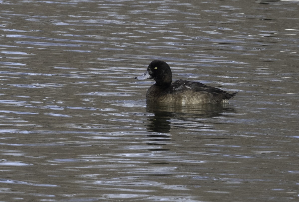 Greater Scaup - ML612067408