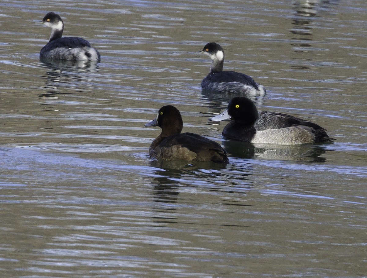 Greater Scaup - ML612067409