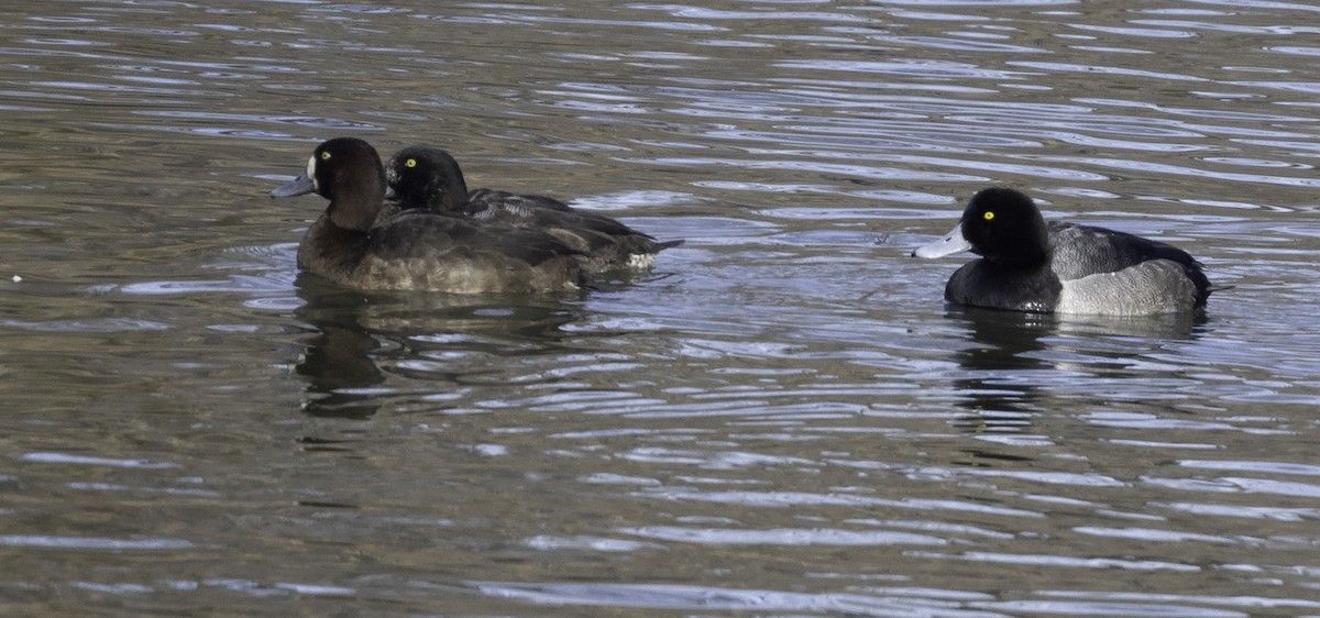 Greater Scaup - ML612067410