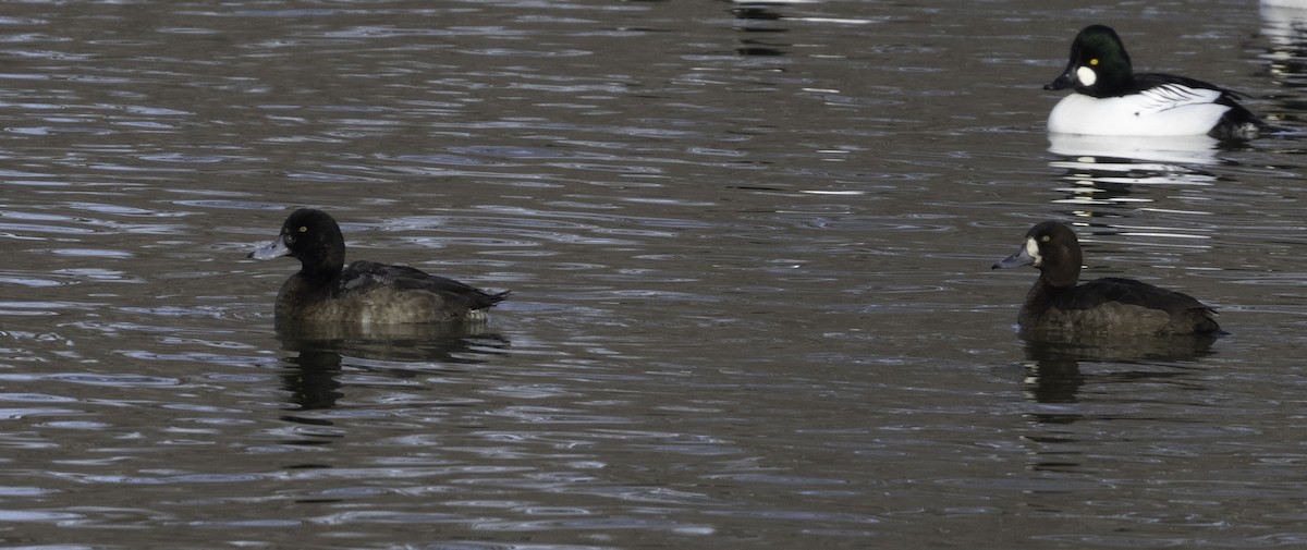 Greater Scaup - ML612067411