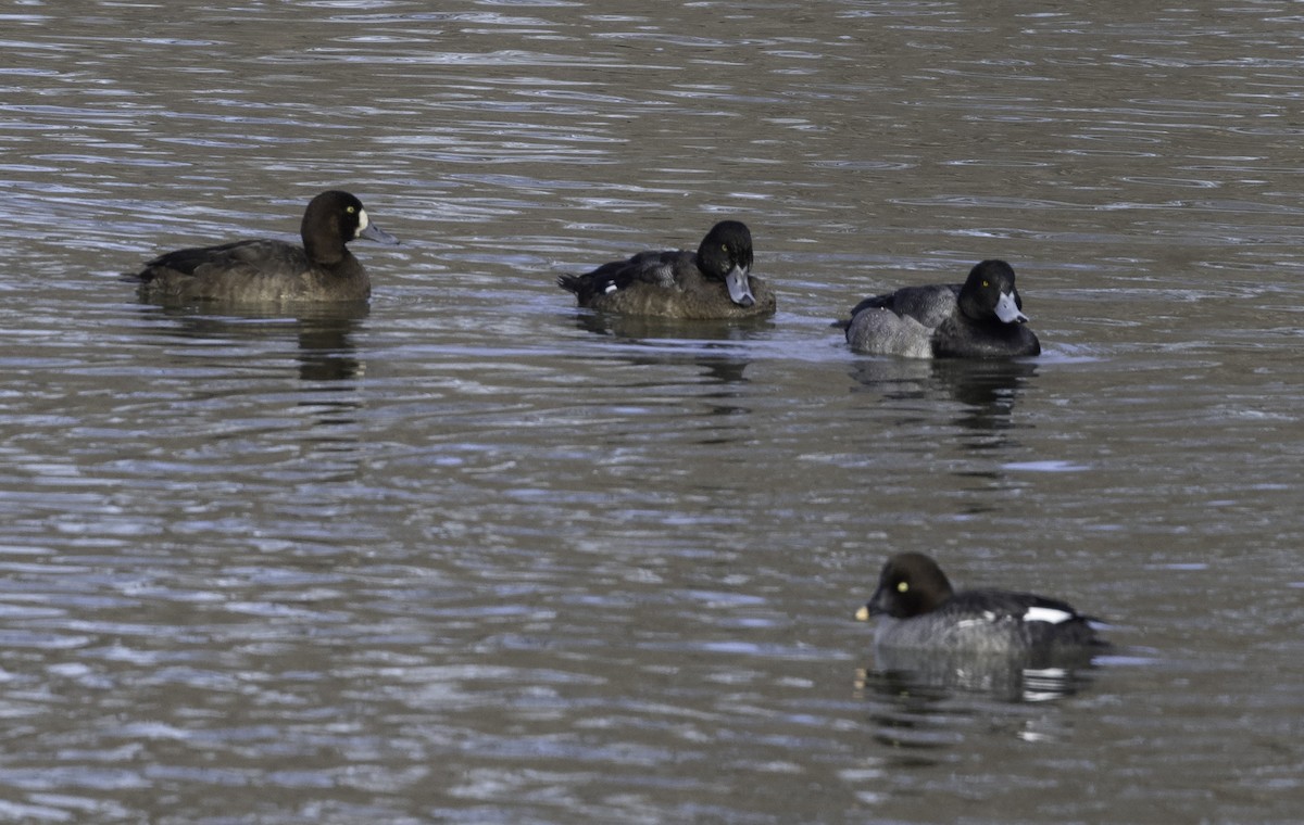 Greater/Lesser Scaup - ML612067412