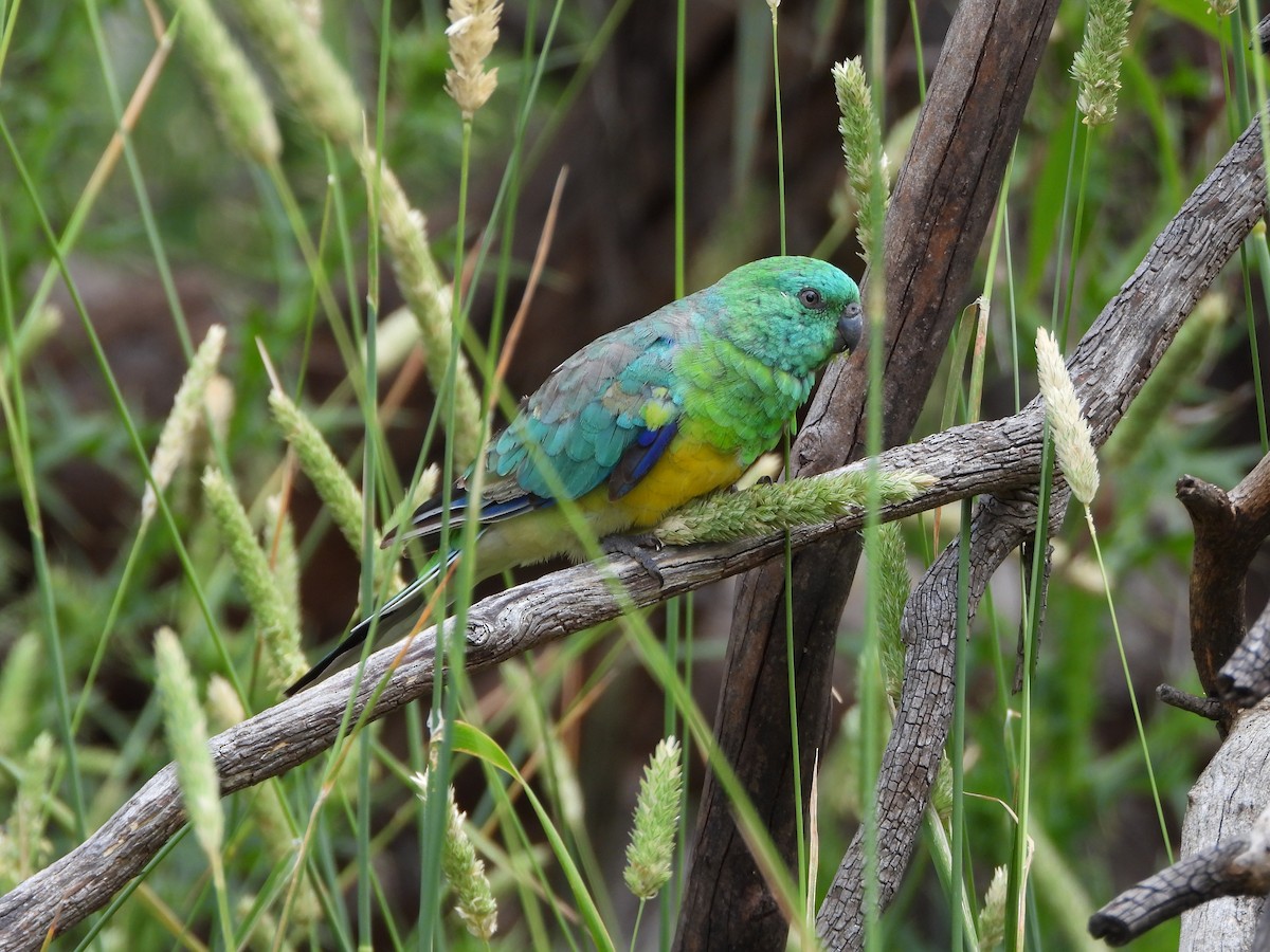 Red-rumped Parrot - ML612067555