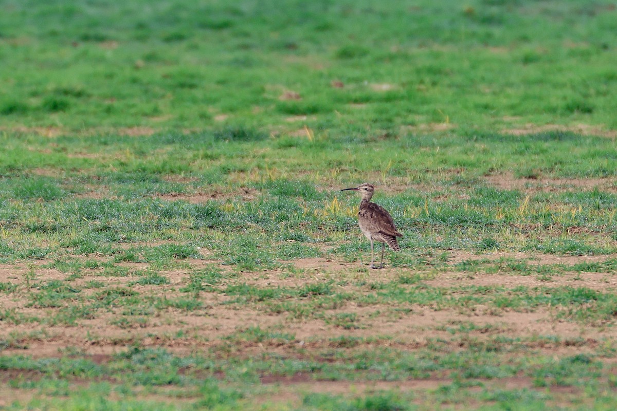 eBird Checklist - 10 Dec 2023 - Greenfield Turf Farm (Cribb Rd ...