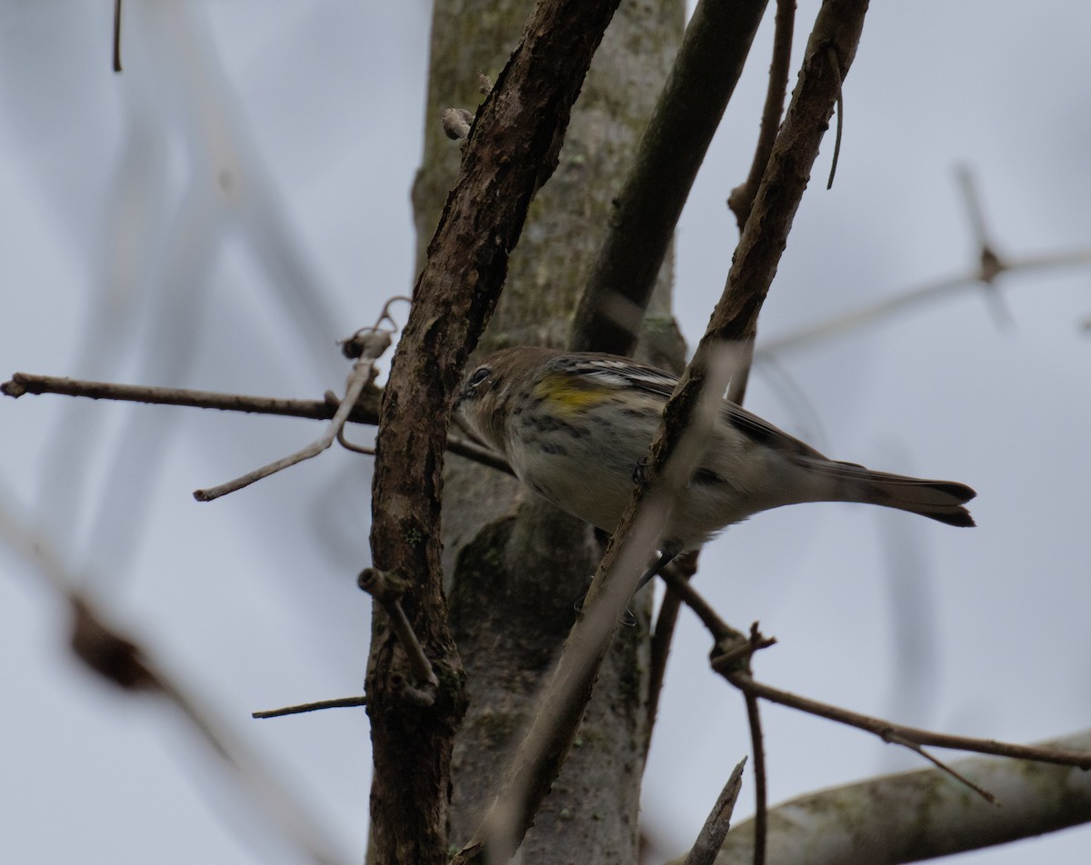 Yellow-rumped Warbler - ML612067659