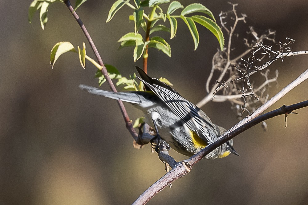 Yellow-rumped Warbler - ML612068088