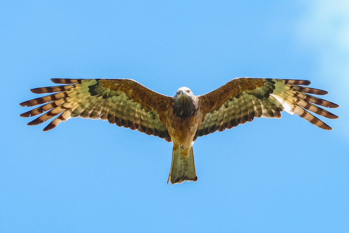 Square-tailed Kite - ML612068126