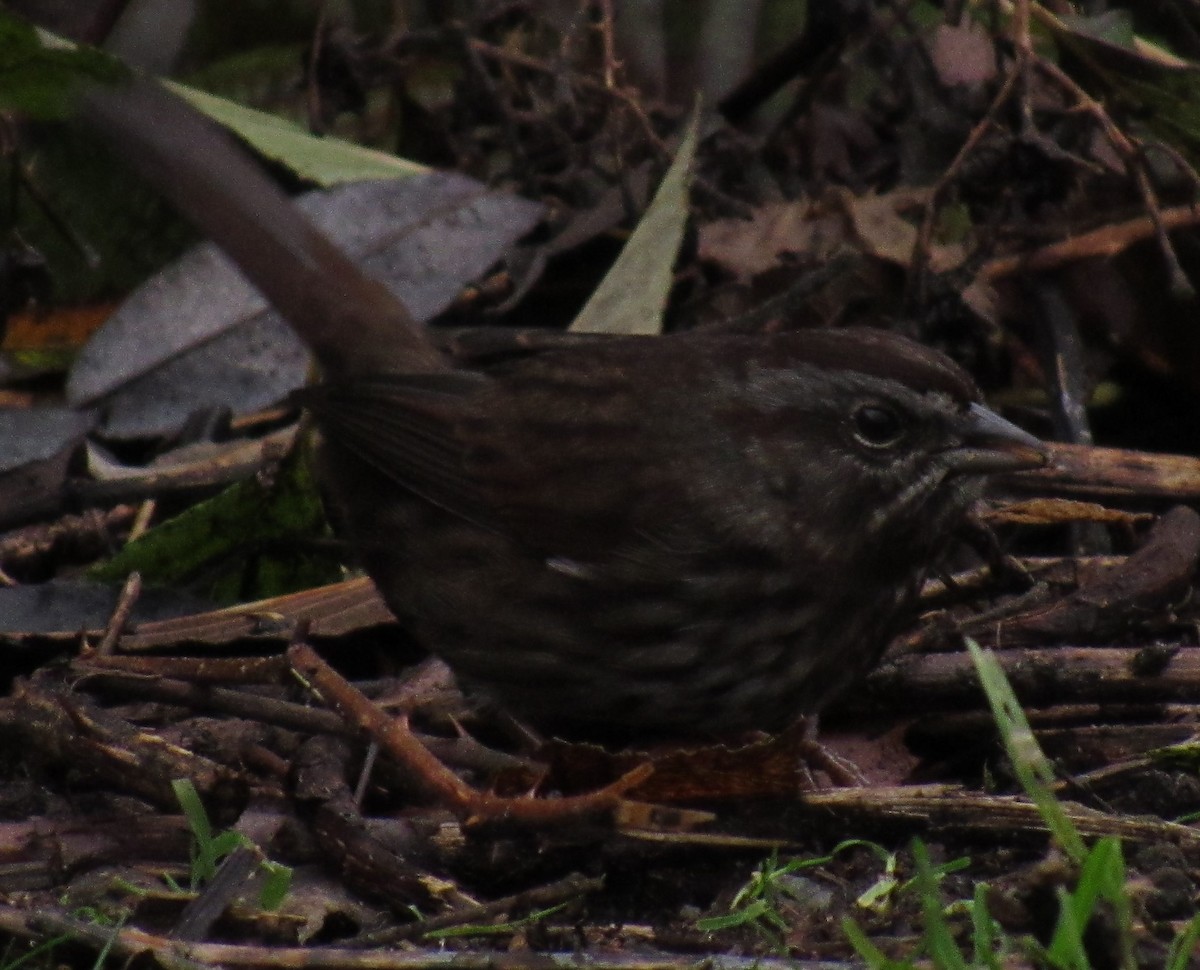 Song Sparrow - ML612068256