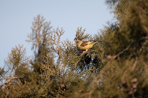 Red-flanked Bluetail – Wild Beijing 北京自然