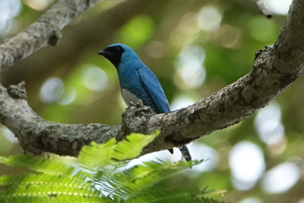 Swallow Tanager - ML612068988