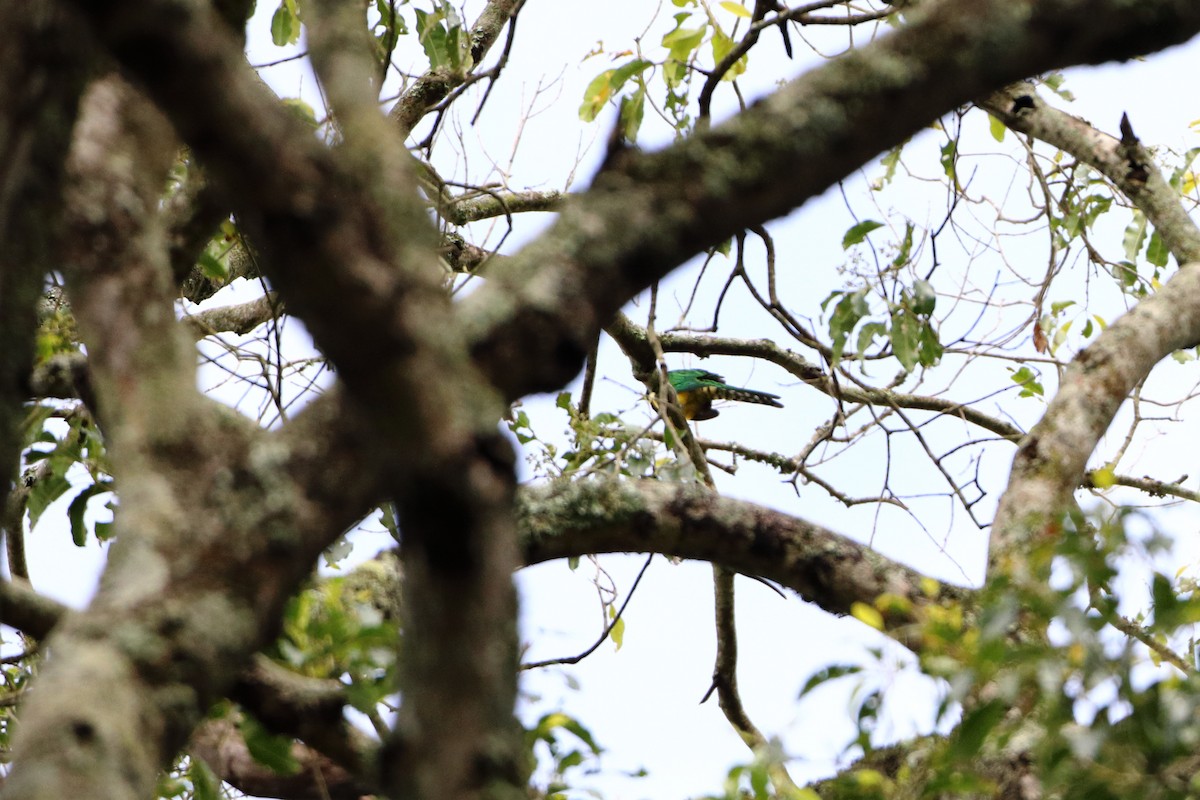 African Emerald Cuckoo (African) - Ohad Sherer