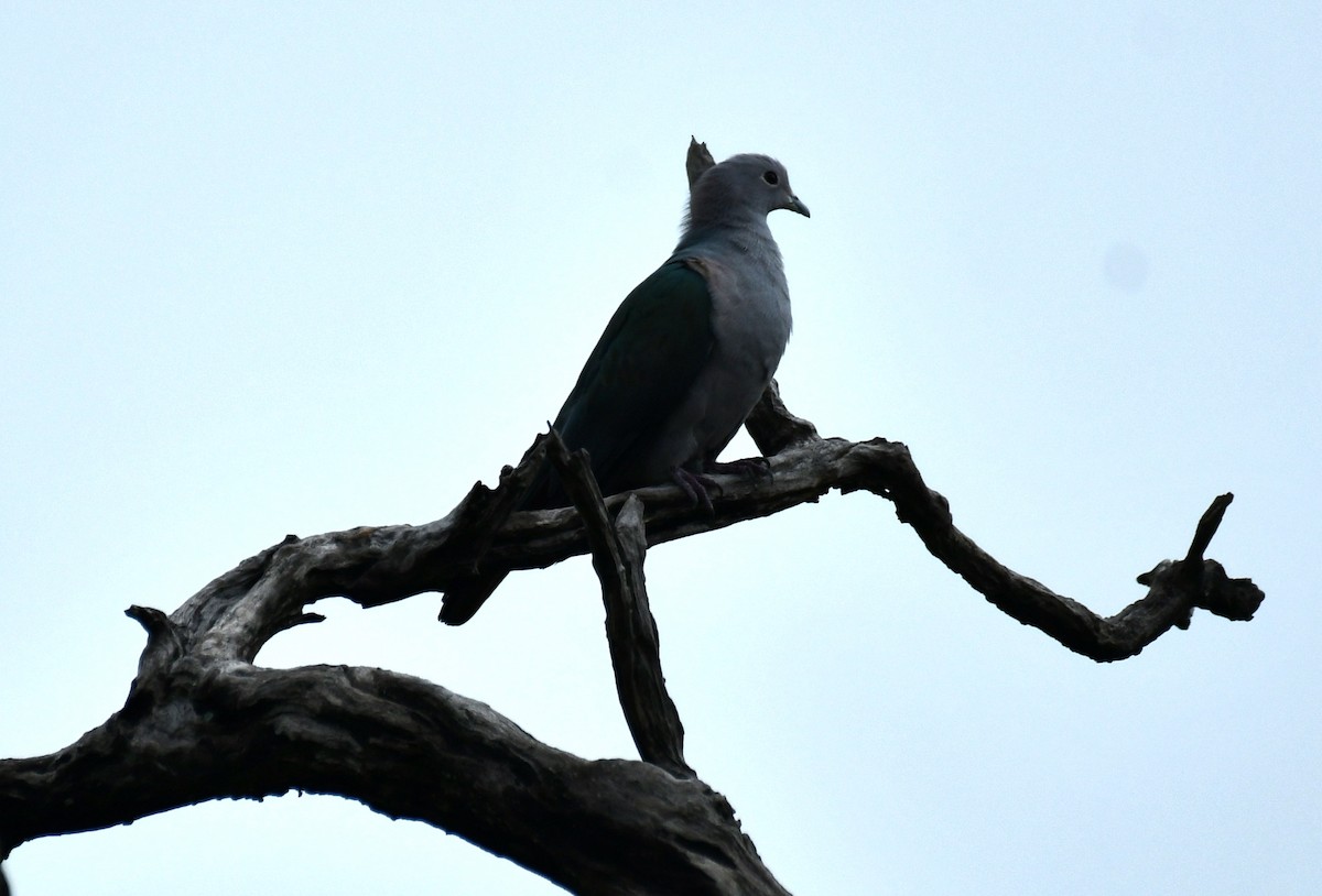 Green Imperial-Pigeon - ML612069108