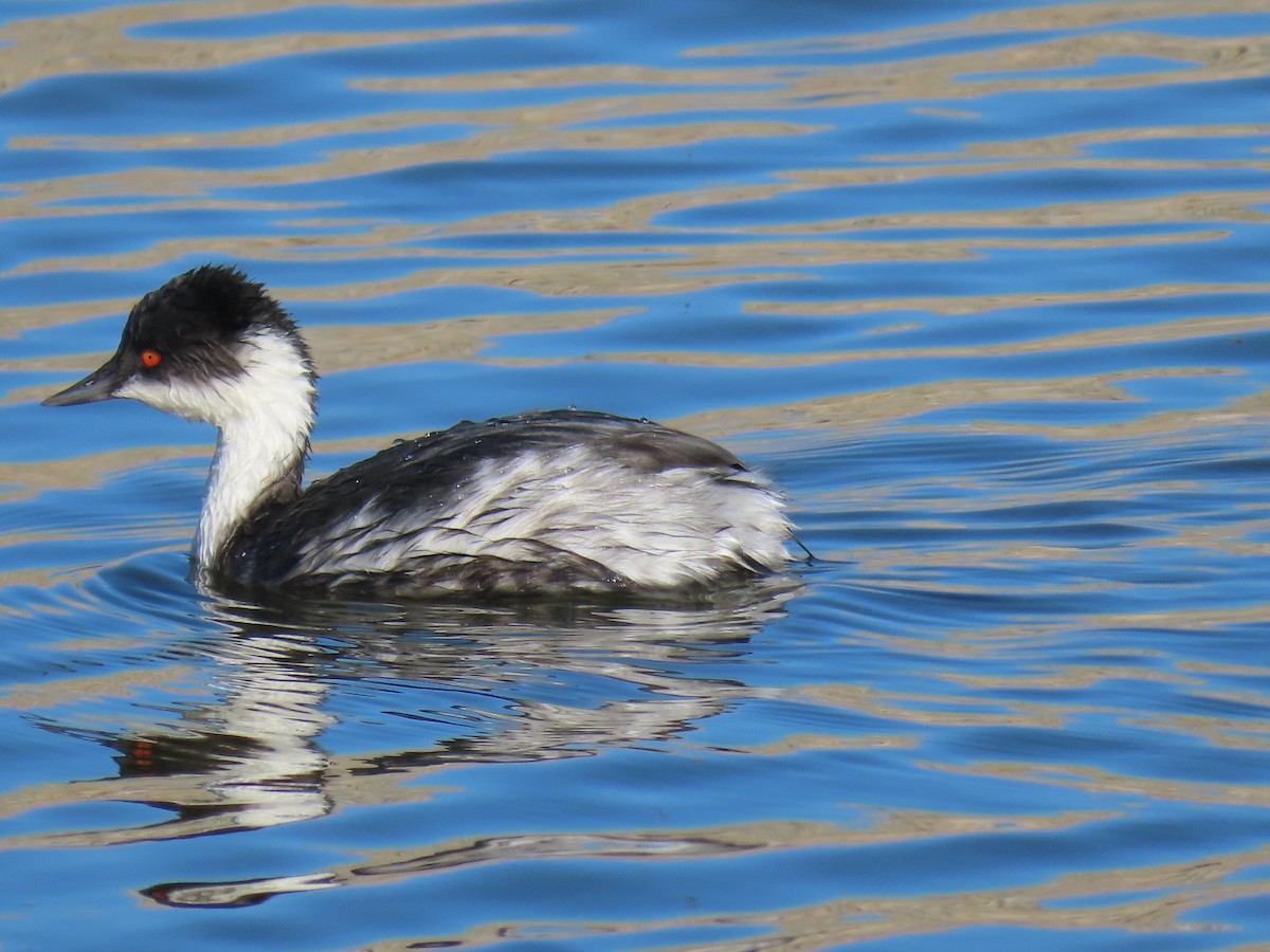 Silvery Grebe (Andean) - ML612069151