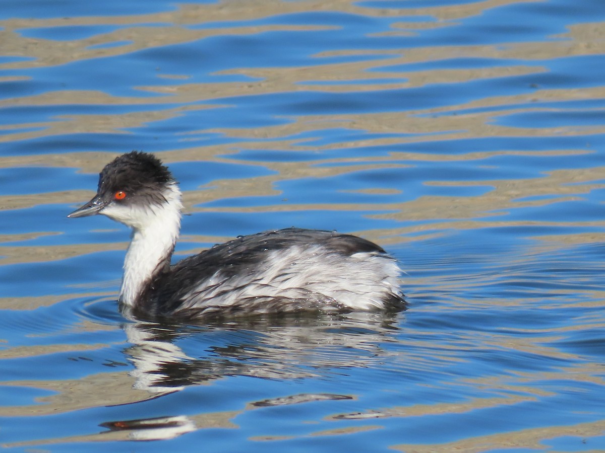 Silvery Grebe (Andean) - ML612069152