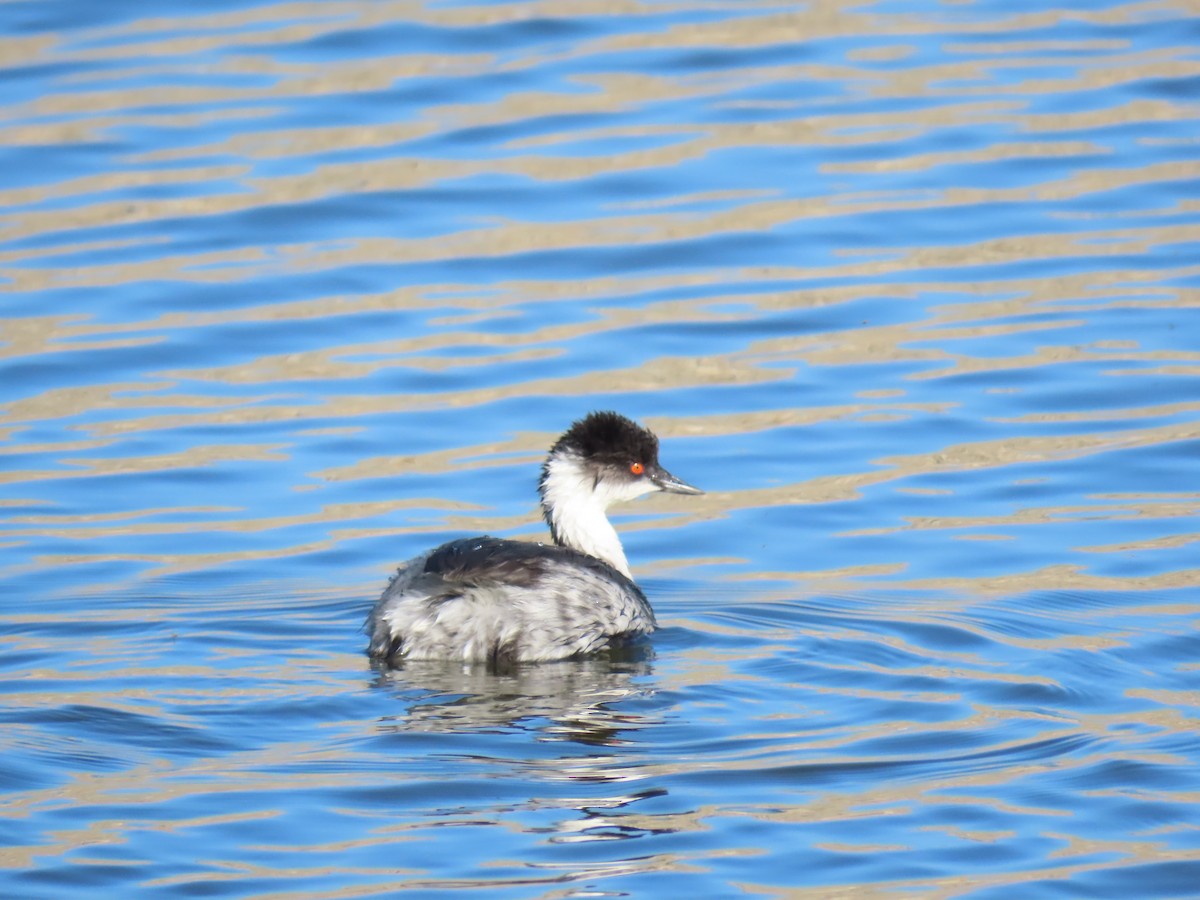 Silvery Grebe (Andean) - ML612069154