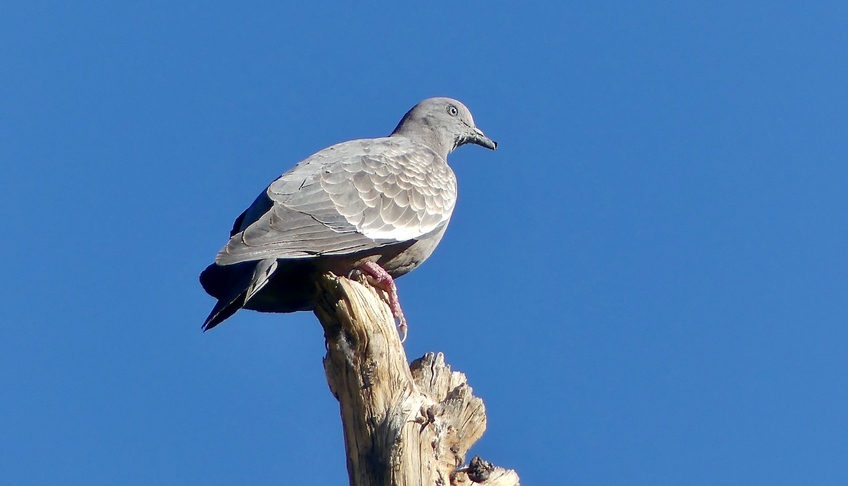 Spot-winged Pigeon - ML612069211