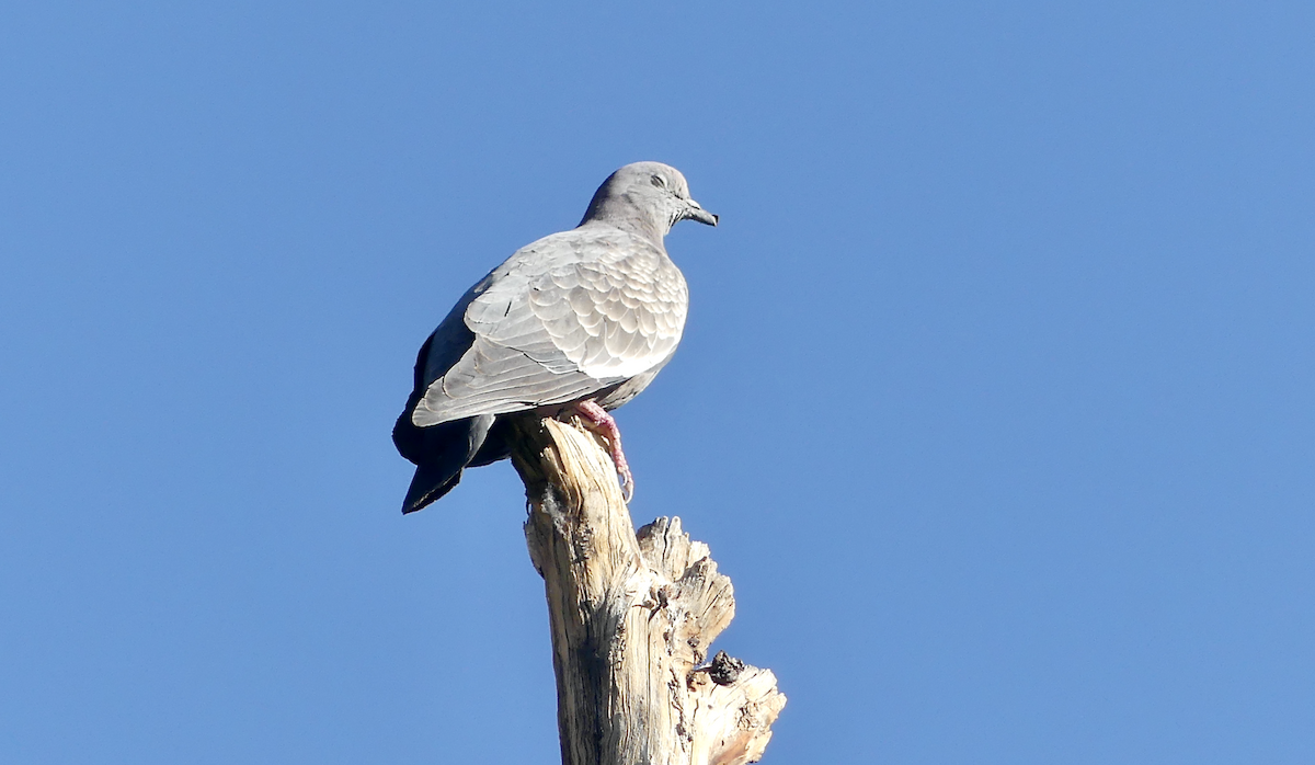Spot-winged Pigeon - ML612069213