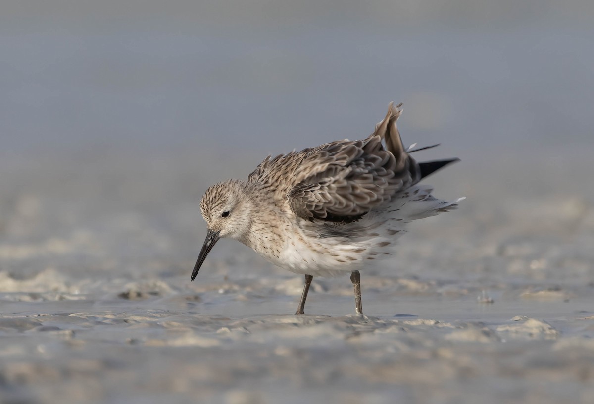 Great Knot - ML612069215