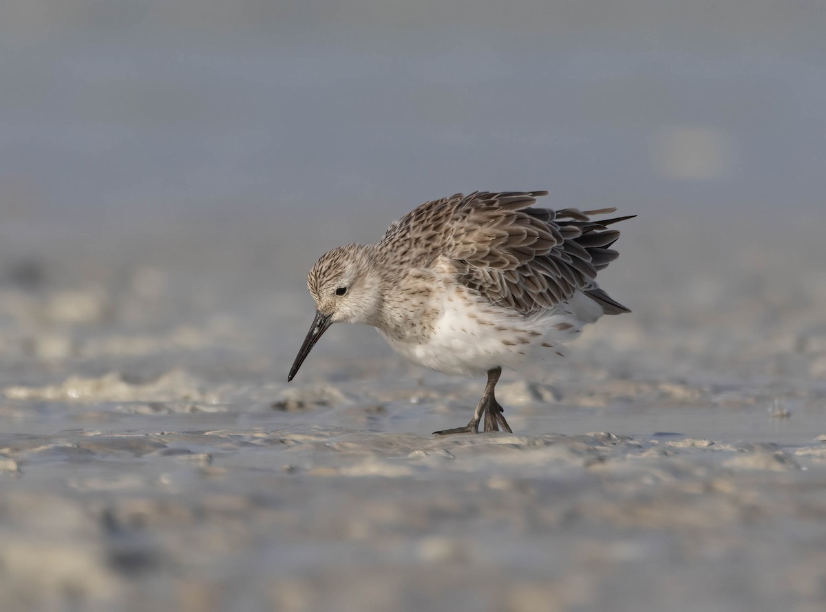 Great Knot - ML612069225