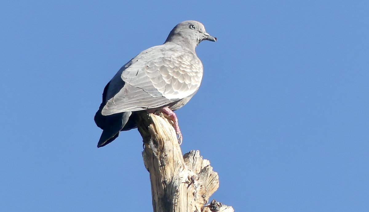Spot-winged Pigeon - ML612069228