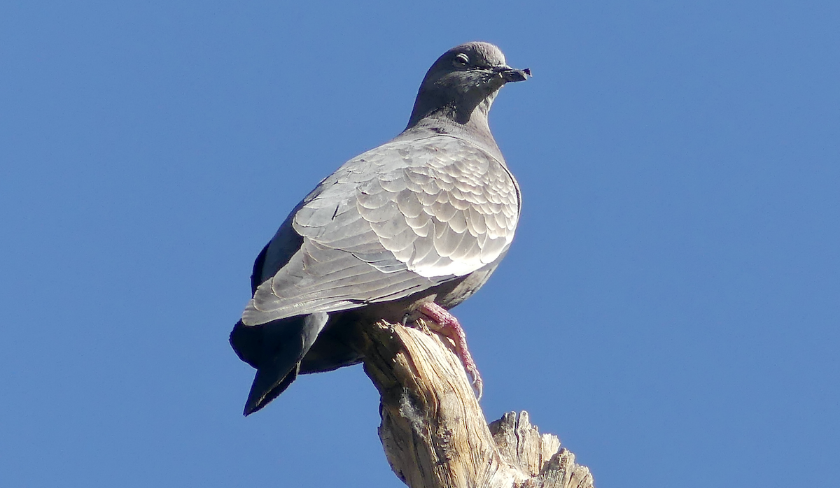 Spot-winged Pigeon - ML612069229