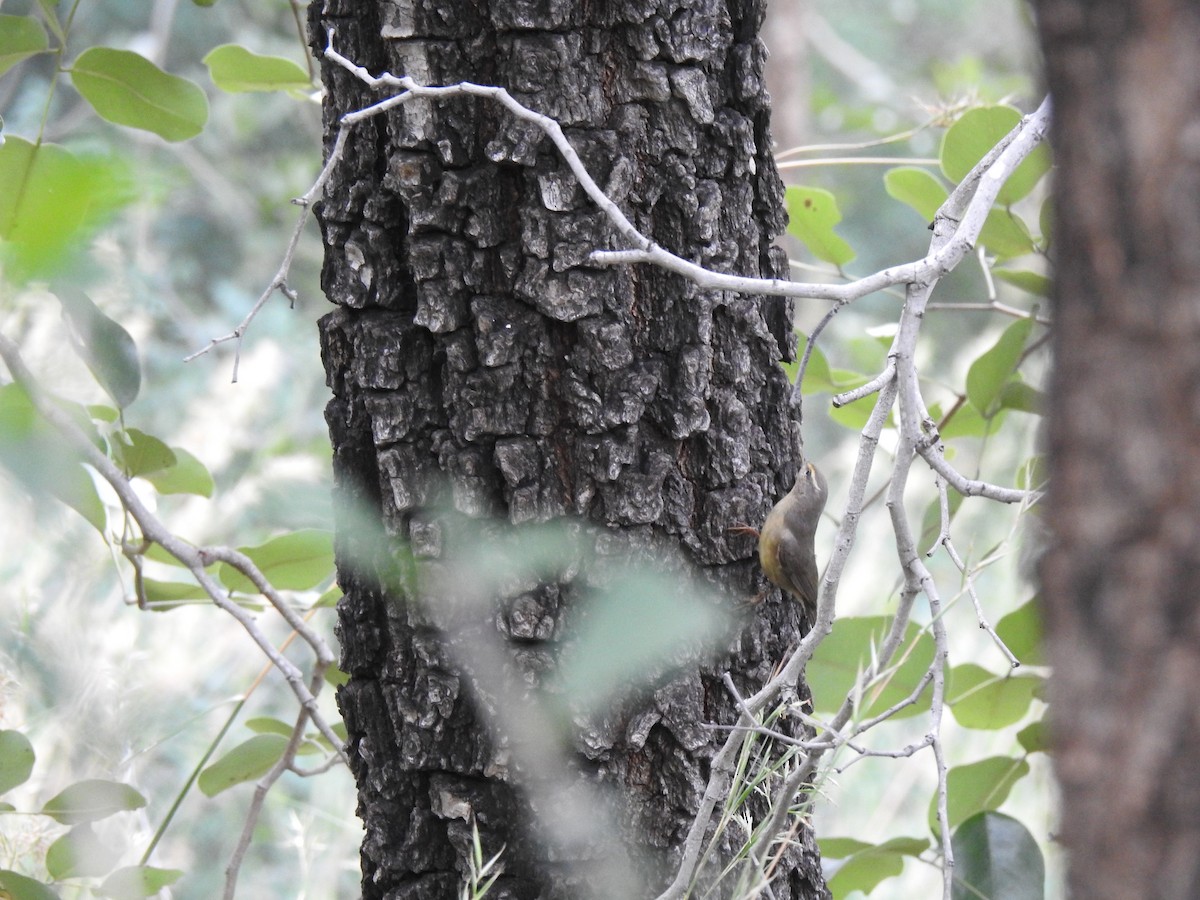 Sulphur-bellied Warbler - Sivakumar Ramasamy