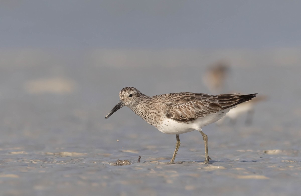 Great Knot - ML612069338