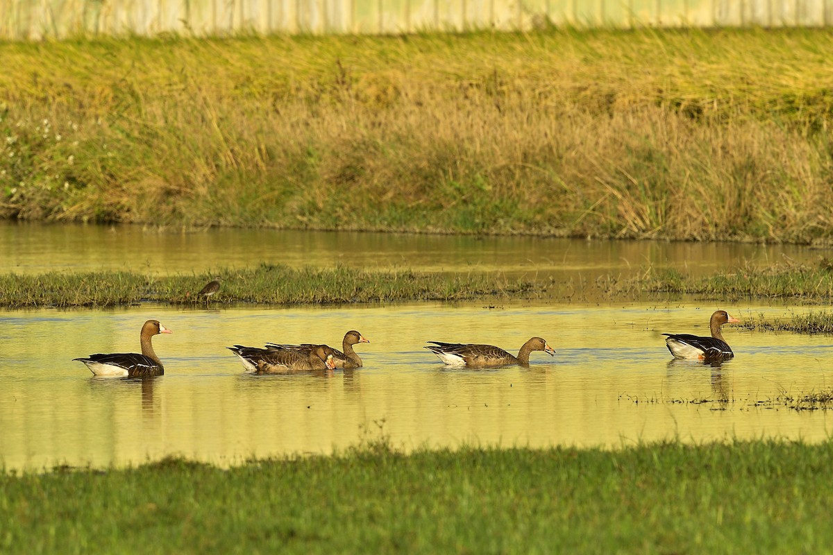 Greater White-fronted Goose - ML612069392