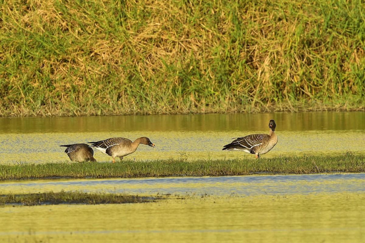 Tundra Bean-Goose - ML612069395