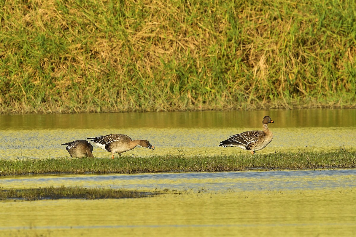 Tundra Bean-Goose - ML612069396