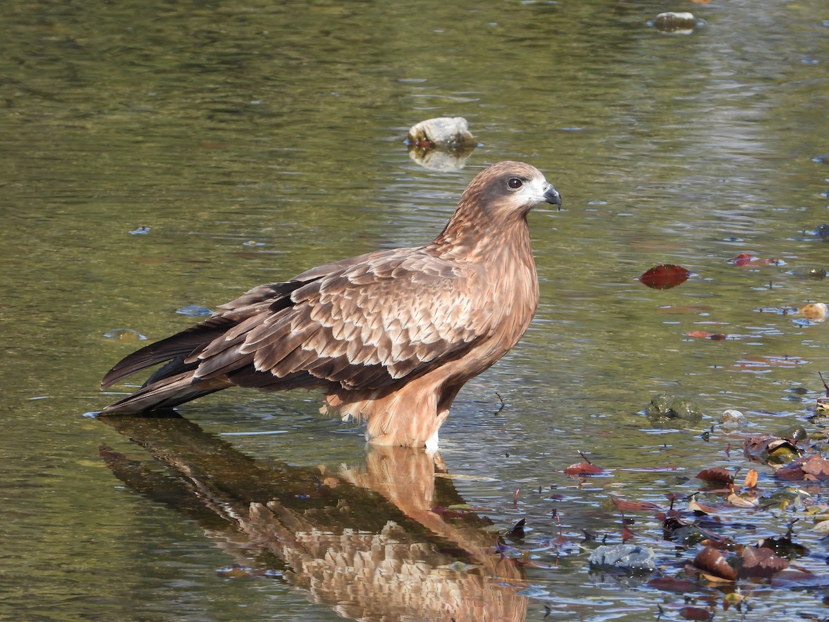 Black Kite - ML612069401