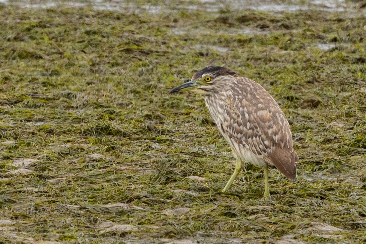 Nankeen Night Heron - ML612069411
