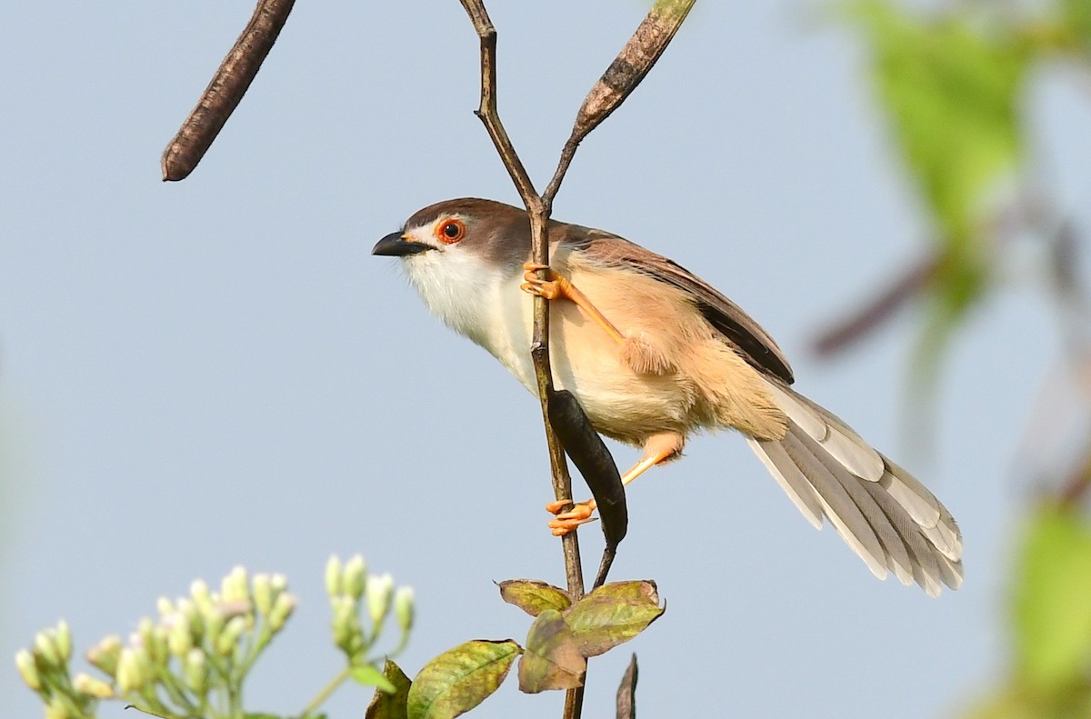 Yellow-eyed Babbler - ML612069413