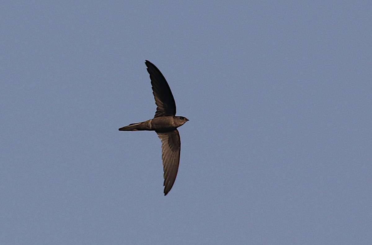 Asian Palm Swift - ML612069414