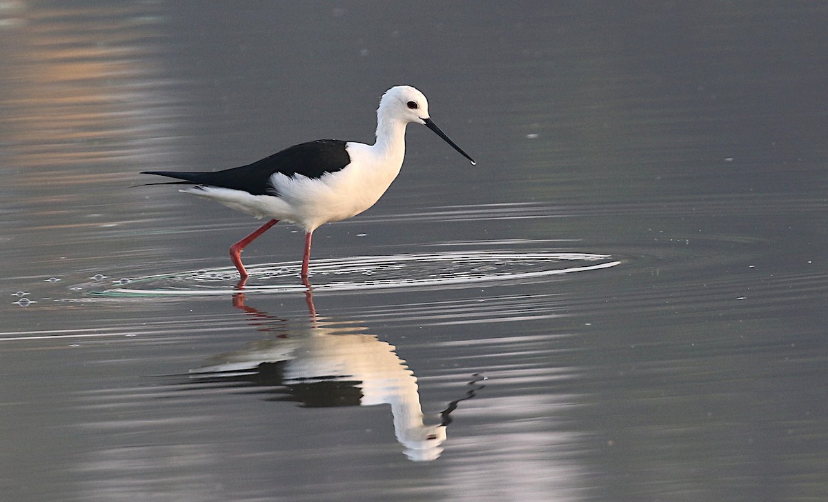 Black-winged Stilt - ML612069419