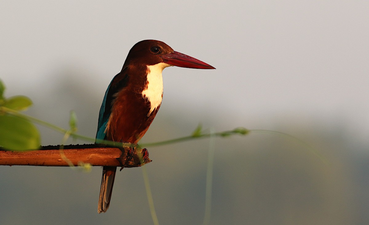 White-throated Kingfisher - ML612069422