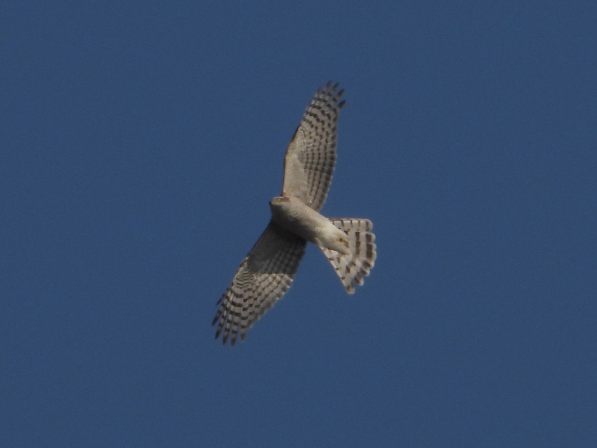 Eurasian Sparrowhawk - ML612069426