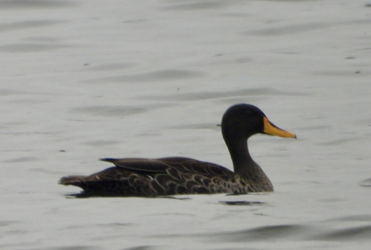 Yellow-billed Duck - ML612069634