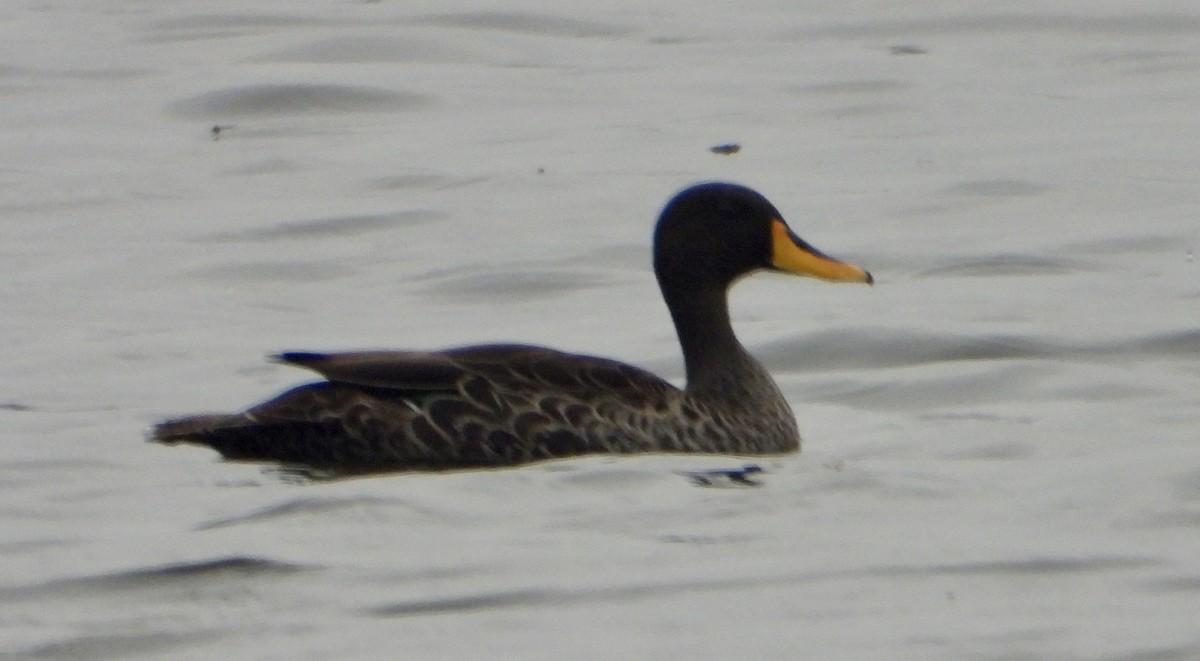 Yellow-billed Duck - ML612069635