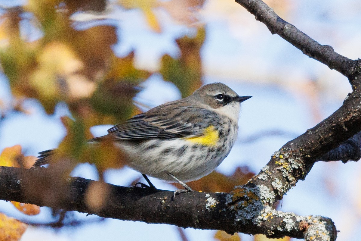 Yellow-rumped Warbler (Myrtle) - ML612070276