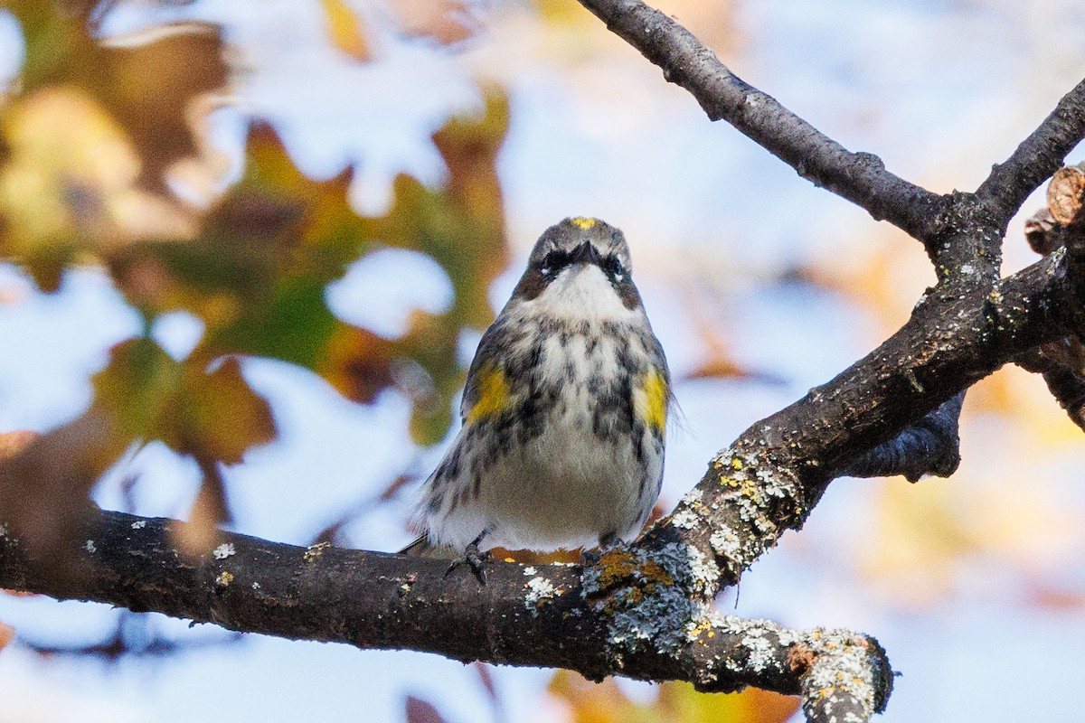 Yellow-rumped Warbler (Myrtle) - ML612070277