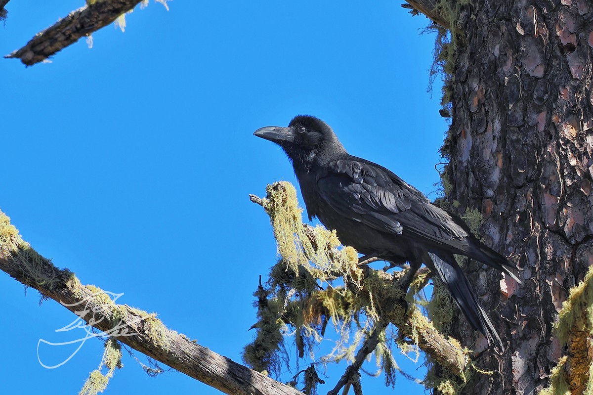 Large-billed Crow (Large-billed) - ML612070471