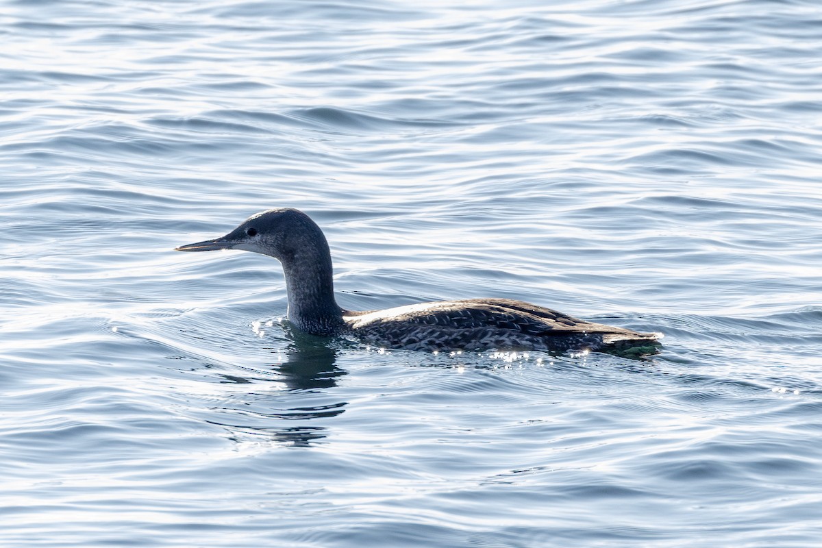 Red-throated Loon - ML612070678