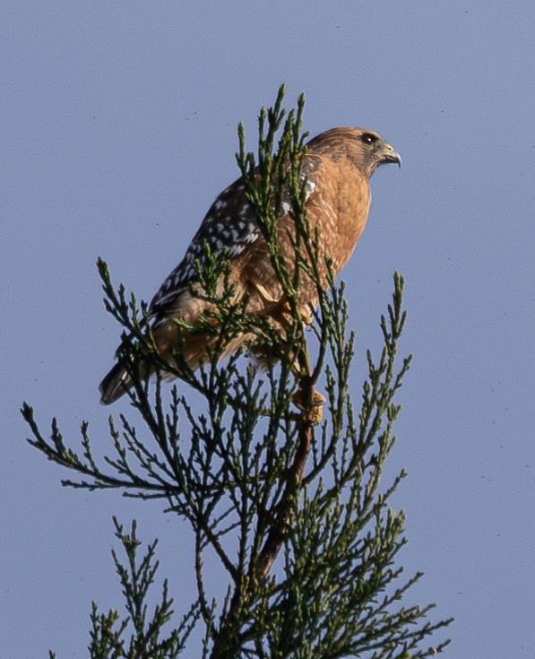 Красноплечий канюк - ML612070680