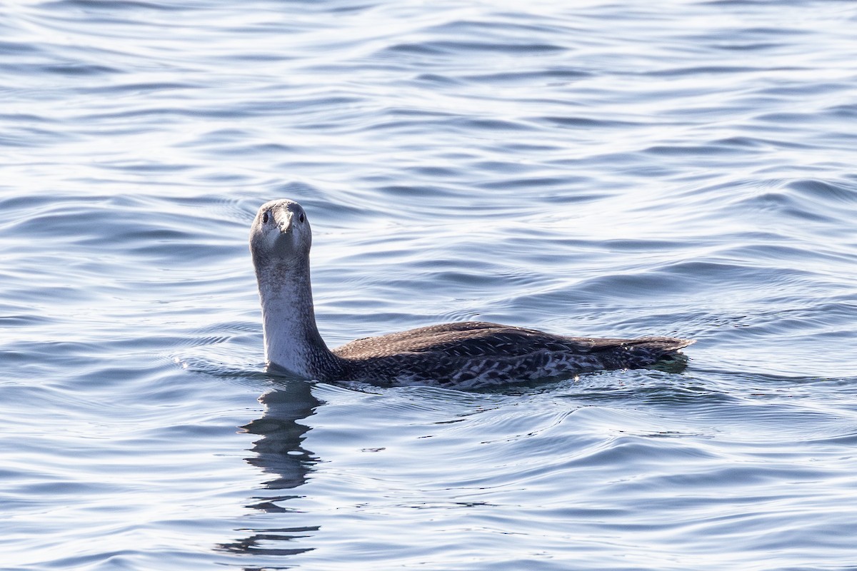 Red-throated Loon - ML612070689