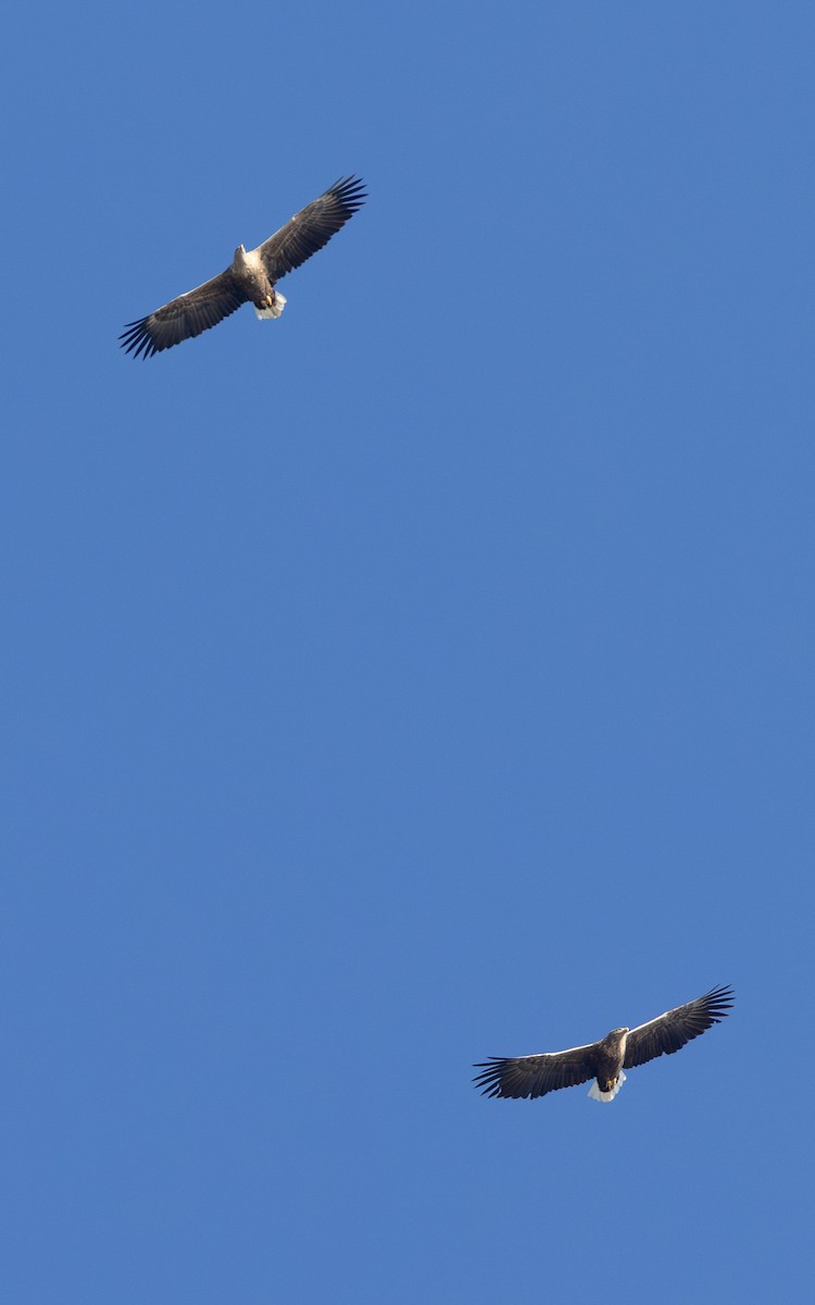 White-tailed Eagle - ML612070706